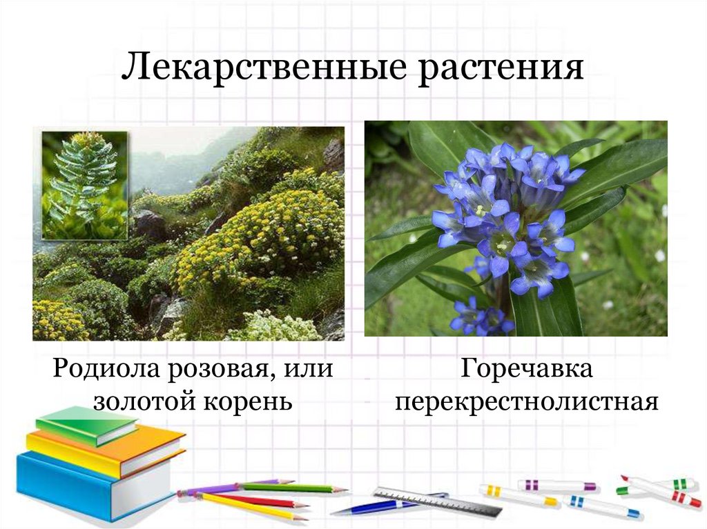 Охраняемые растения ленинградской области презентация