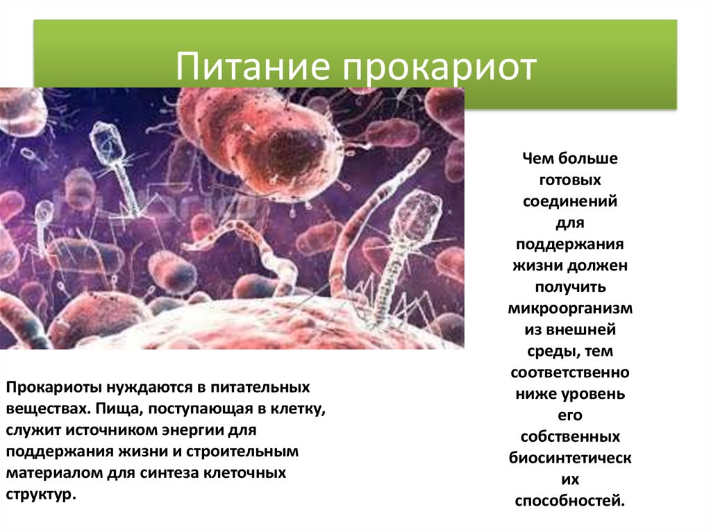 Прокариоты 2 вирусы