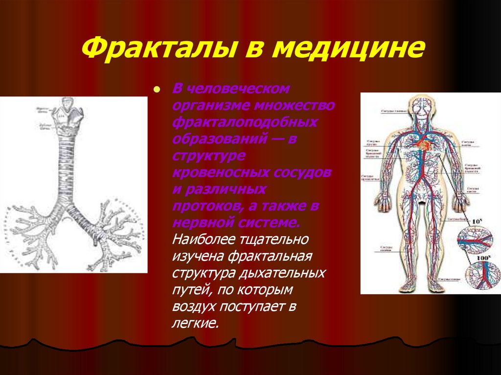 Фракталы в медицине картинки