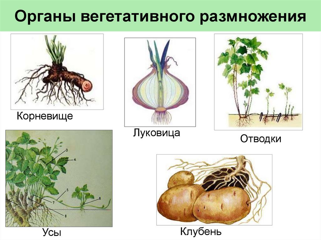 Генеративные органы примеры. Вегетативное размножение корневыми клубнями. Способы размножения растений вегетативными органами. Растения размножаются вегетативно. Бесполое размножение вегетативное клубнями.