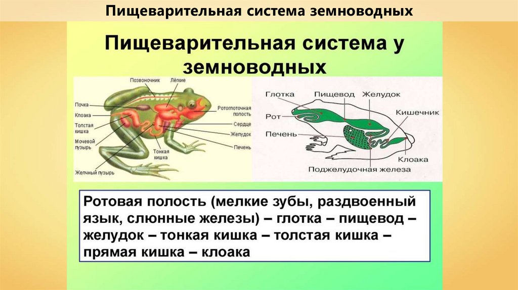 Сквозная пищеварительная система состоит из