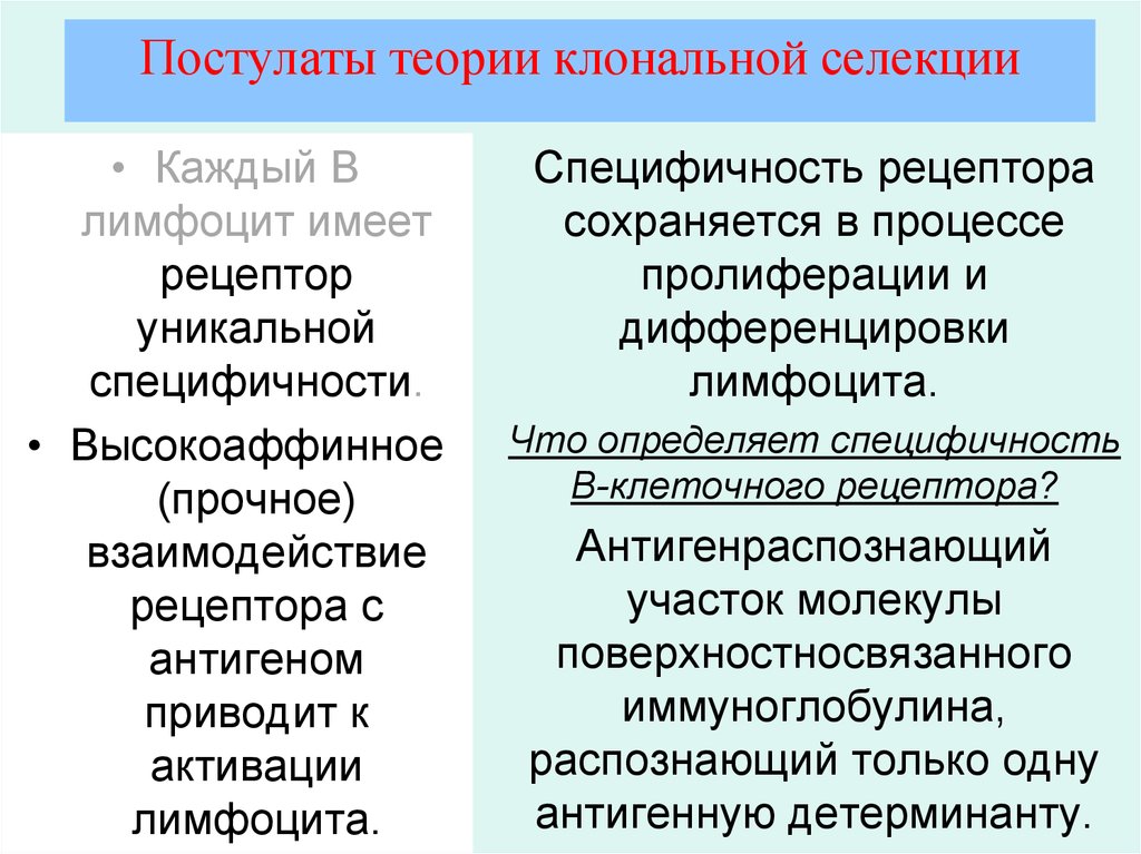 Клонально селекционная теория иммунитета. Клональная селекция в-лимфоцитов. Клональная теория. Лейкогенез. Теория химического лейкозогенеза лейкозов краткая характеристика.