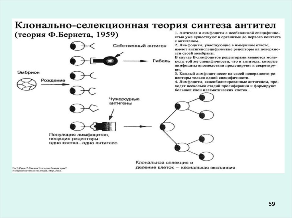 Схема подсчета лимфоцитов разных популяций с помощью проточного цитофлюориметра