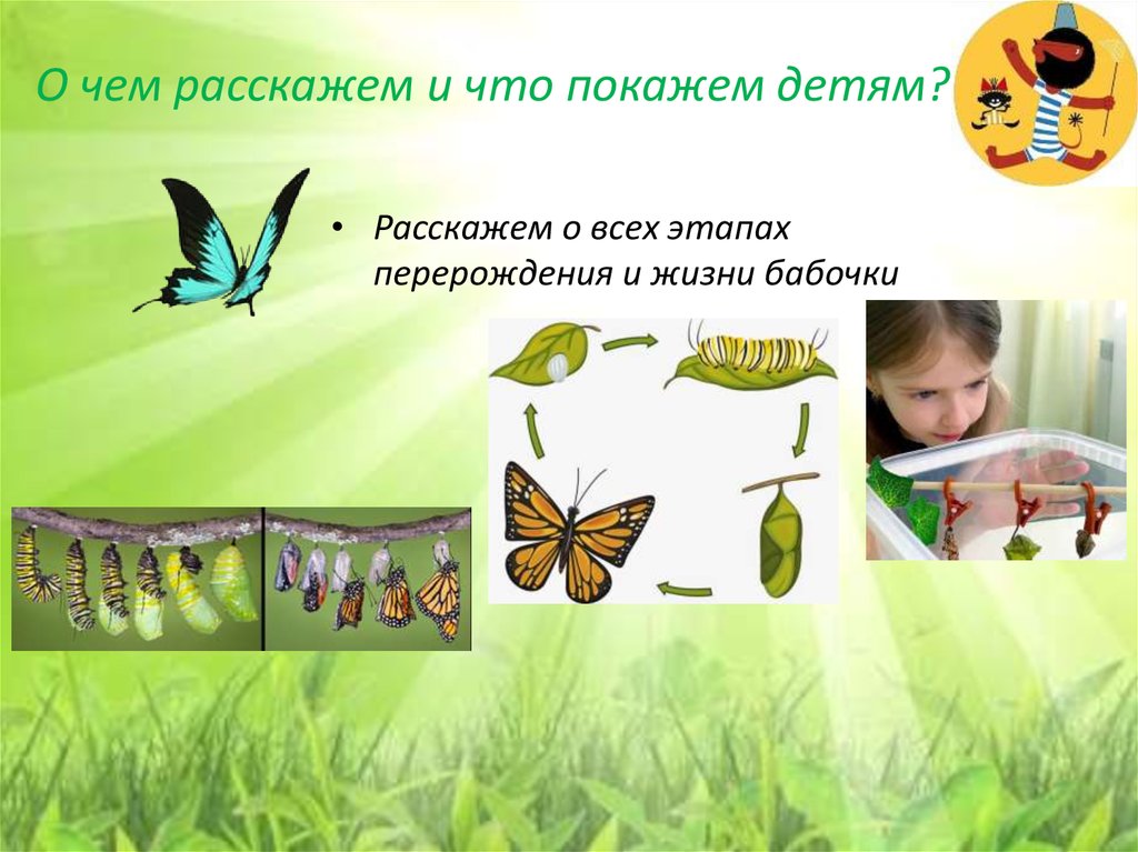 Уроки живого слова. Роль Жуков и бабочек в жизни человека. Роль Жуков и бабочек в жизни человека краткое. Что нужно бабочке чтобы жить экология. Живые уроки.