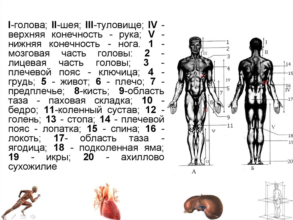 Верхняя часть человека. Конечности тела человека. Туловища конечностей человека. Анатомия человека нижняя часть туловища. Тело человека анатомия конечности.