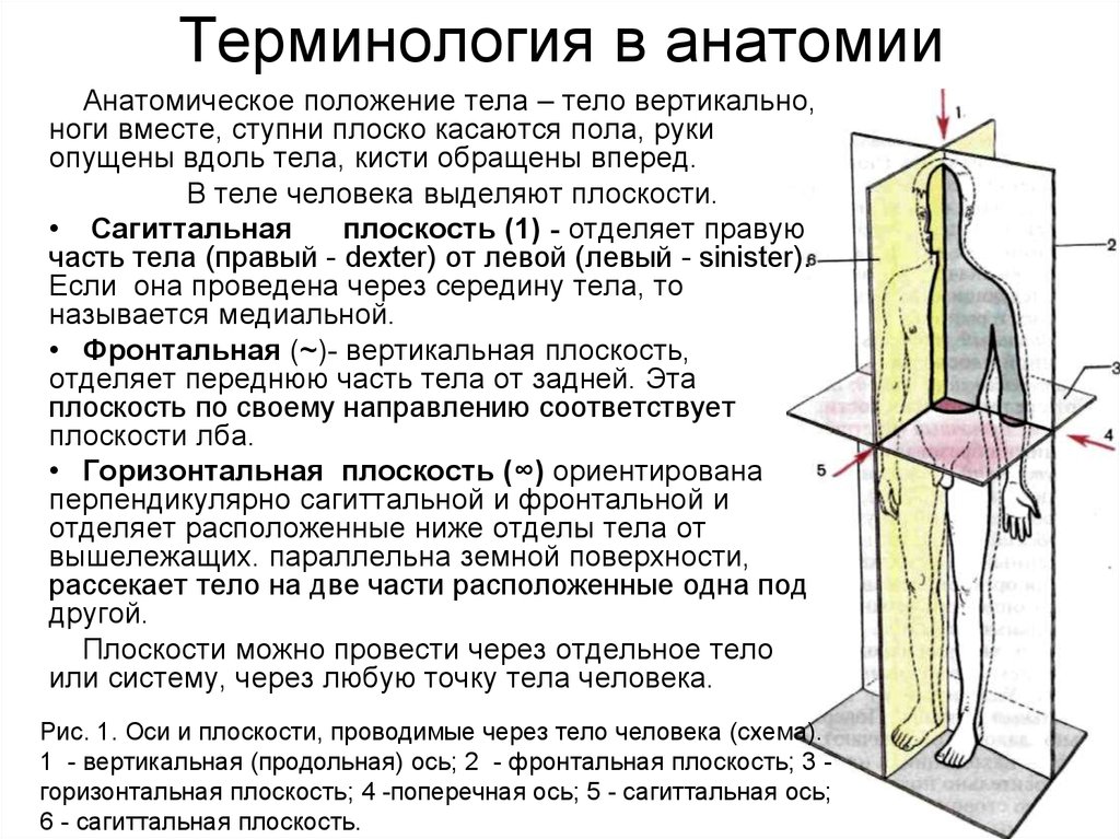 Анатомическая терминология