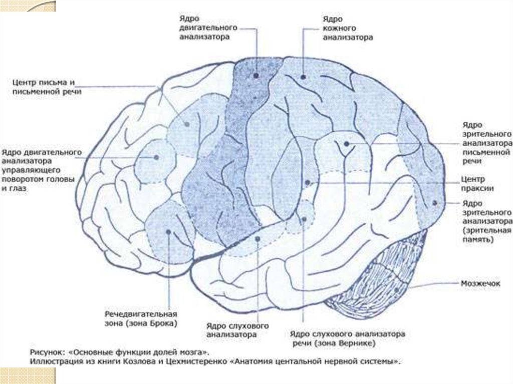 Локализация функций головного. Локализация ядер анализаторов в коре головного мозга. Ядра анализаторов в коре большого мозга. Локализация функций в коре полушарий мозга.