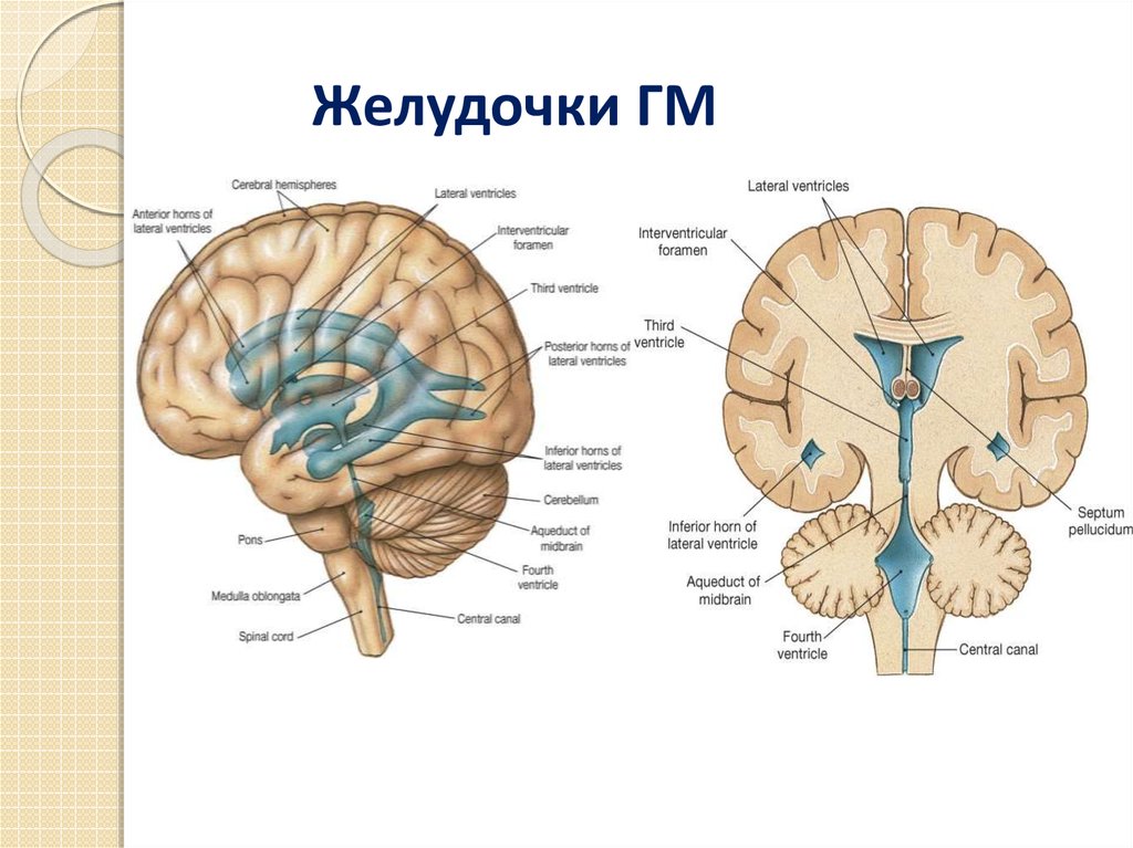 Средний мозг желудочек. Желудочковая система головного мозга анатомия. Строение желудочки головного мозга анатомия. Желудочки головного мозга анатомия рисунок. Строение боковых желудочков мозга.