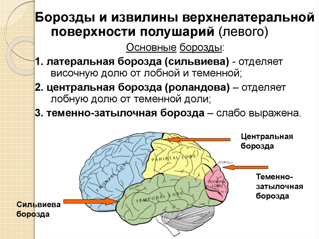 Большой (конечный) мозг - презентация онлайн