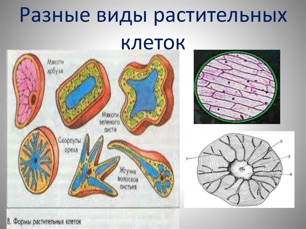 2 формы клетки. Типы растительных клеток. Строение различных видов клеток. Разные виды растительных клеток. Типы клеток растений.