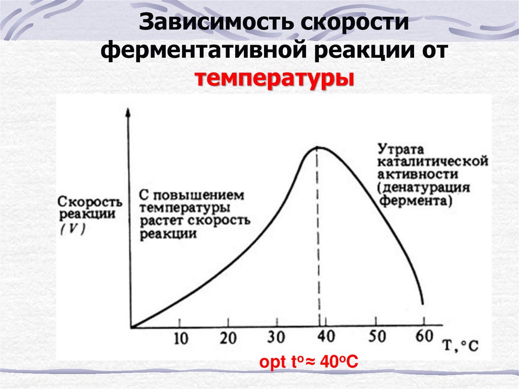 Какая зависимость скорости. График зависимости скорости ферментативной реакции от температуры. Графики зависимости скорости ферментативной реакции от температуры. График зависимости ферментативной реакции от температуры. График зависимости активности ферментов от РН.