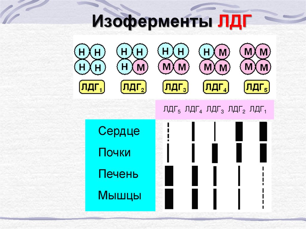 Активность лдг. Изоферменты ЛДГ. Изоферментный спектр ЛДГ. Строение изофермента лактатдегидрогеназы. Изофермент ЛДГ-1 содержится преимущественно в:.