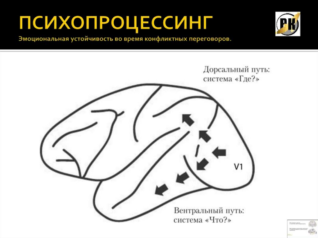 Вентральный и дорсальный. Дорсальный и вентральный зрительные пути. Дорсальный. Дорсальная позиция в логопедии.