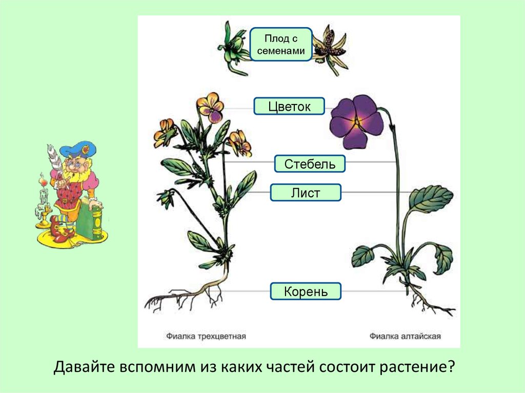 Какие части растения использует человек