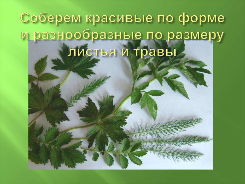 Соберем красивые по форме и разнообразные по размеру листья и травы