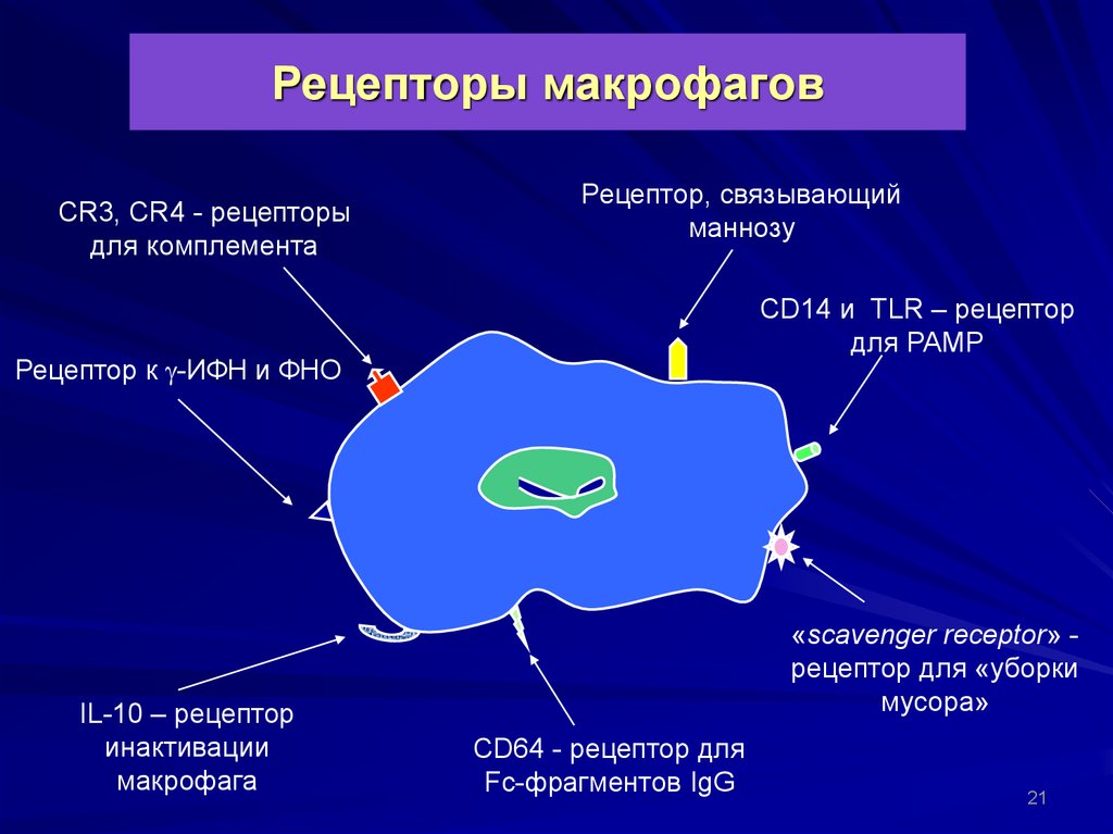 Активность макрофагов. Рецепторы фагоцитов иммунология. Рецепторы комплемента (cr1). Рецепторы клеточной мембраны макрофага. Рецепторы макрофагов иммунология.