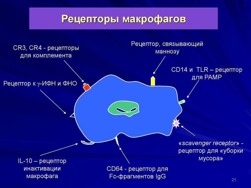 4 рецептора. Рецепторы макрофагов иммунология. Рецепторы комплемента (cr1). Рецепторы клеточной мембраны макрофага.. Скевенджер рецепторы.