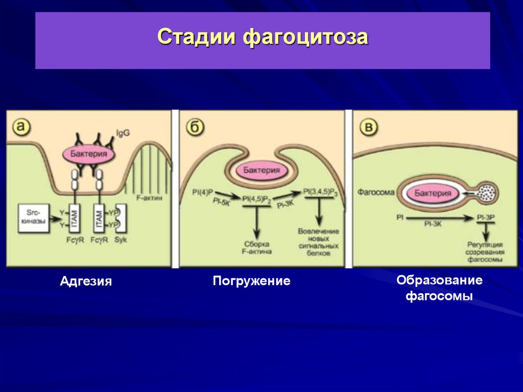 Стадии фагоцитоза схема