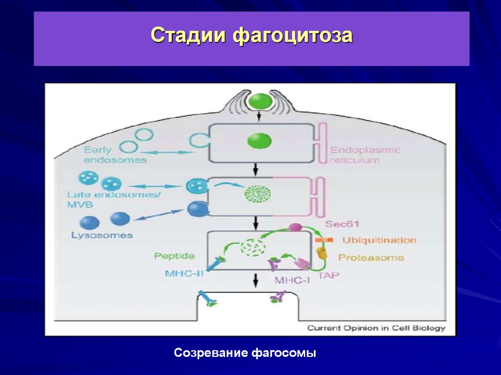 Фагоцитоз микробиология презентация