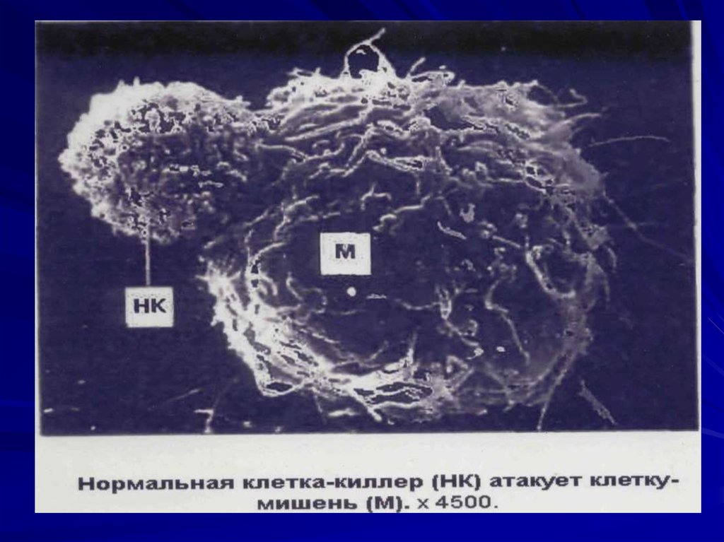 Атакующие клетки. Клетки киллеры. Механизм киллинга NK клеток. Бактерии - мишени т-киллеров.