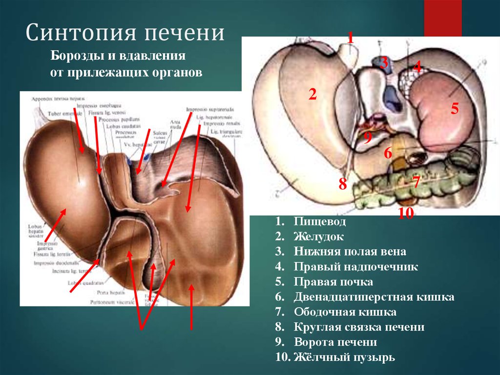 Синтопия это. Синтопия поджелудочной железы. Синтопия желчного пузыря. Вдавления печени.