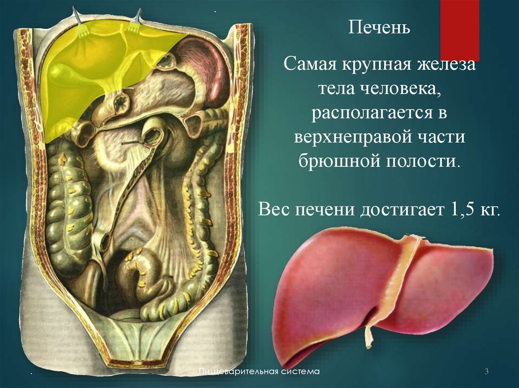 Печень на теле человека. Органы человека желчный пузырь. Желчный пузырь расположение. Расположение желчного пузыря у человека на картинке.