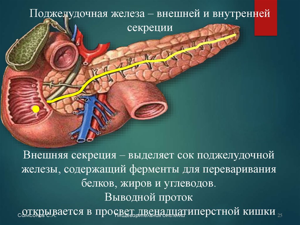 Панкреатический сок печени. Система выводных протоков поджелудочной железы. Протоки поджелудочной железы анатомия. Внешняя и внутренняя секреция поджелудочной железы. Отросток поджелудочной железы.