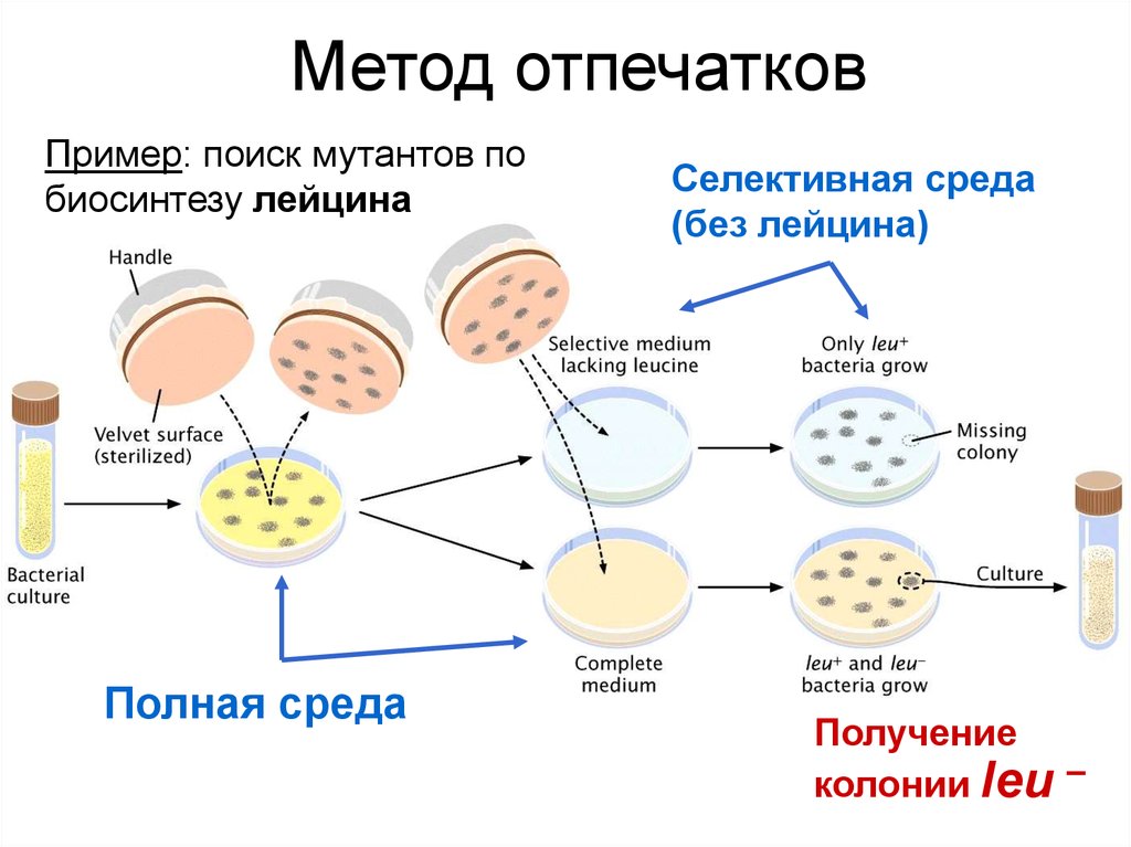 Масса микроорганизма. Генетика микроорганизмов. Построение генетических карт у бактерий. Трансгенные микроорганизмы. Генетика микроорганизмов картинки.