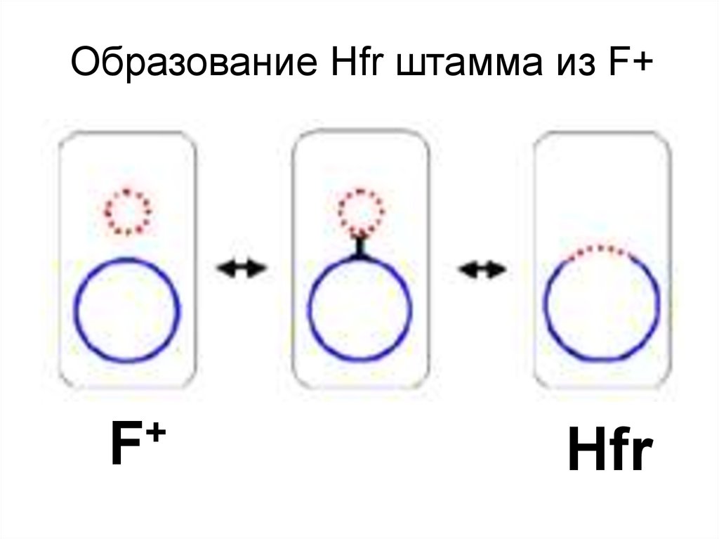 Que significa hfr en cines