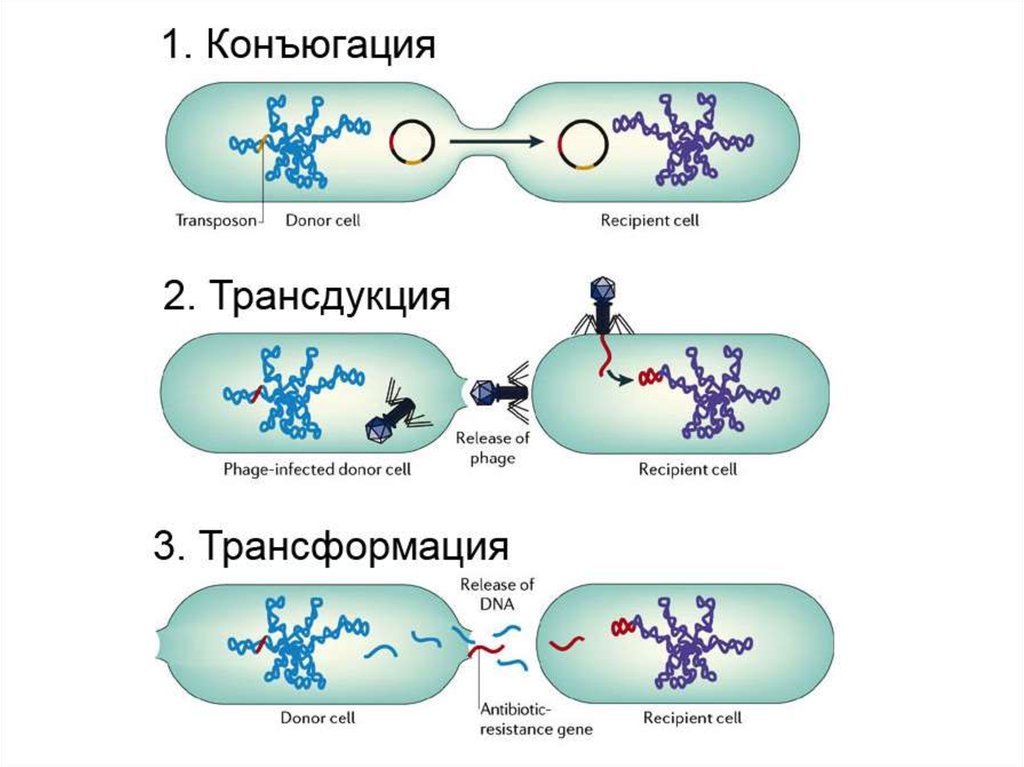 Конъюгация у бактерий фото