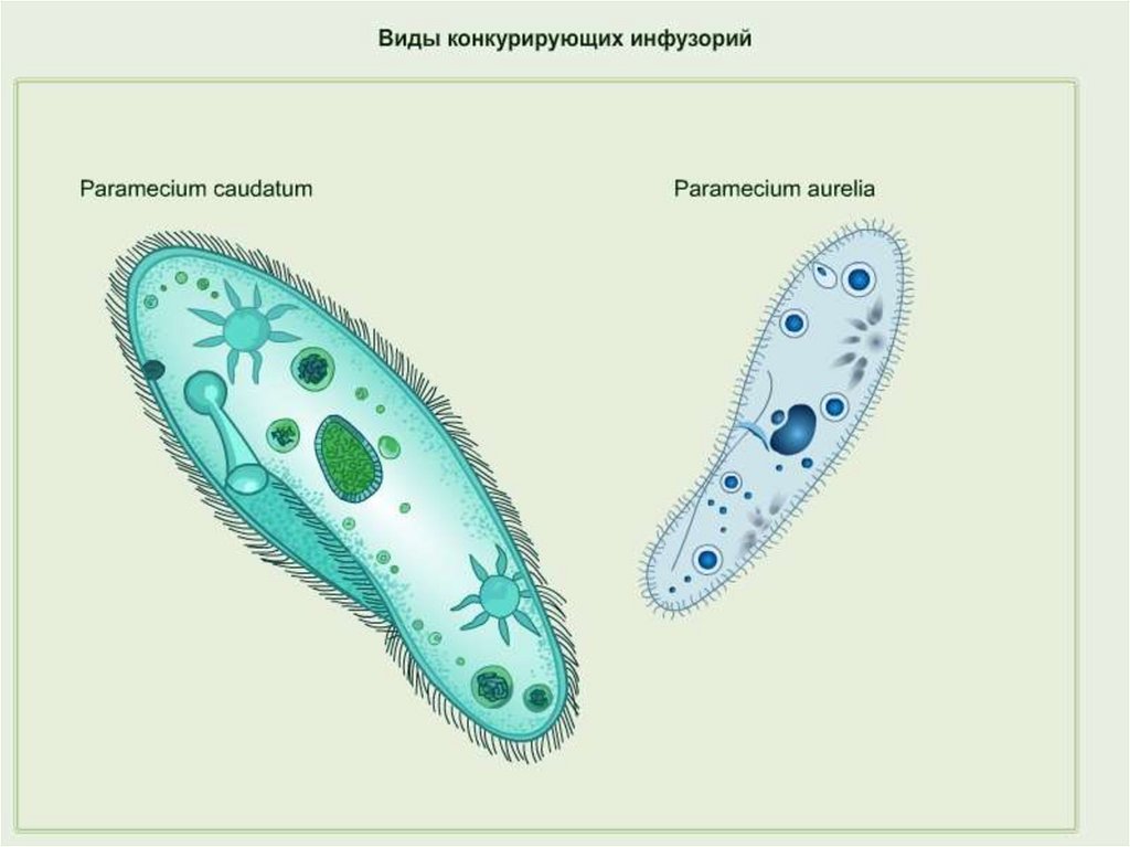 Виды инфузорий картинки