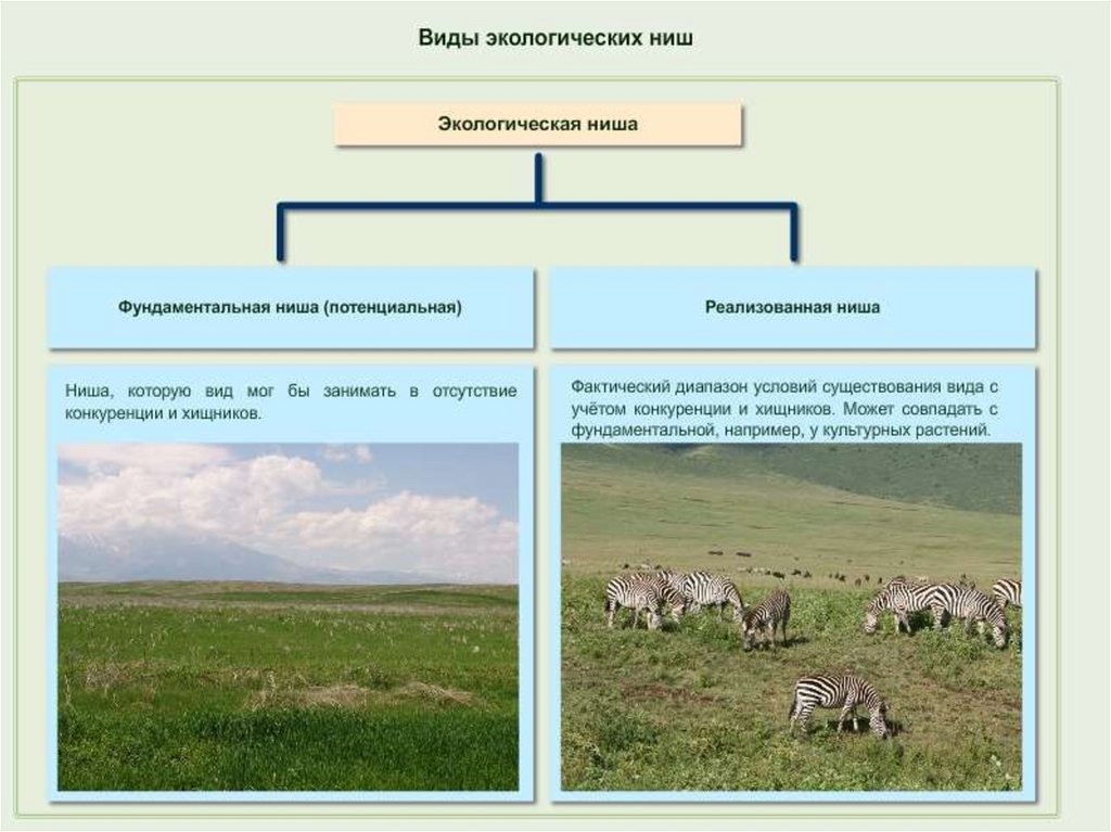 Экологические ниши схема