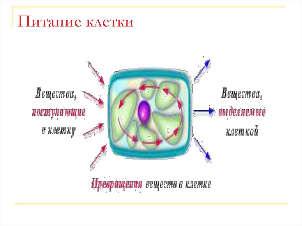 Клеточное дыхание рисунок с подписями