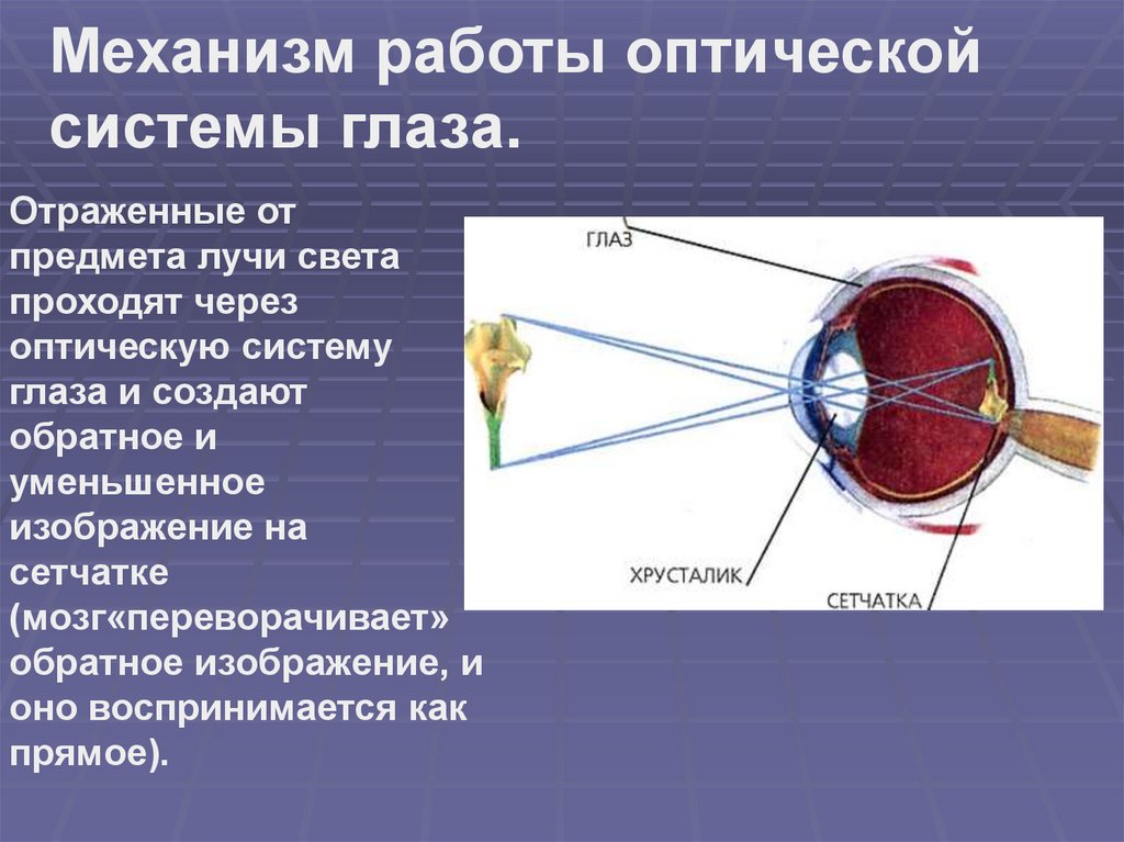 Глаза изображение предмета. Механизм работы оптической системы глаза. Оптическая система глаза состоит. Оптическая система глаза создает изображение на сетчатке. Возникновение возбуждения в сетчатке глаза.