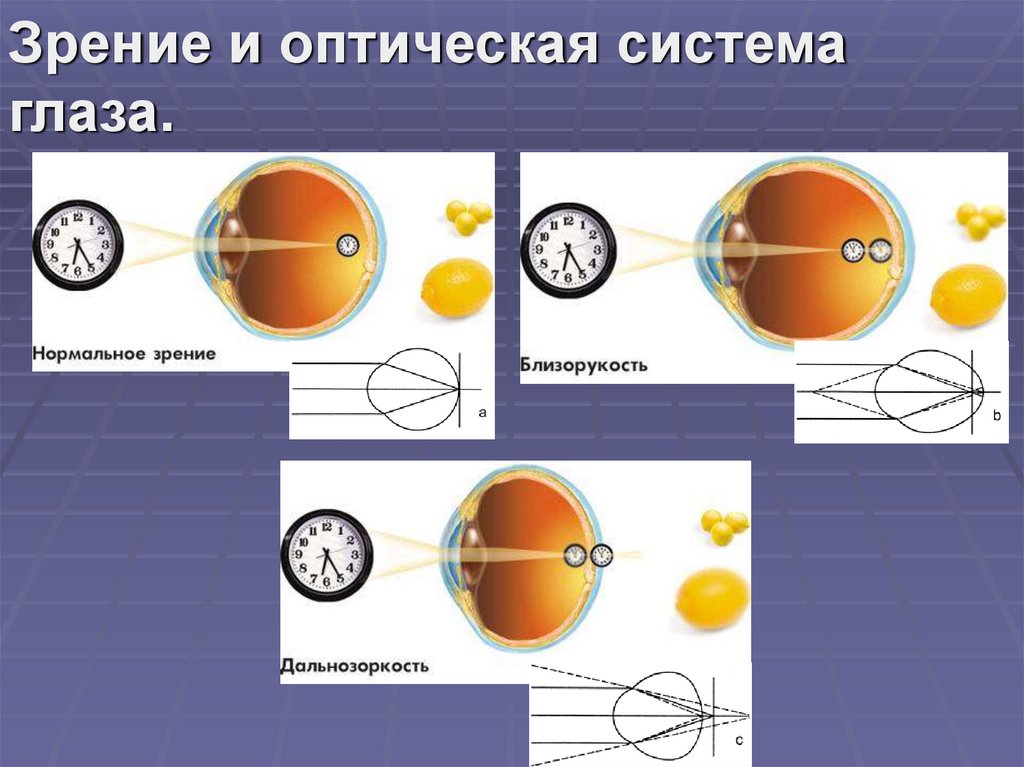 Оптическая система глаза. Глаз как оптическая система. Глаз как оптическая система зрение. Глаз как орган зрения и оптическая система.