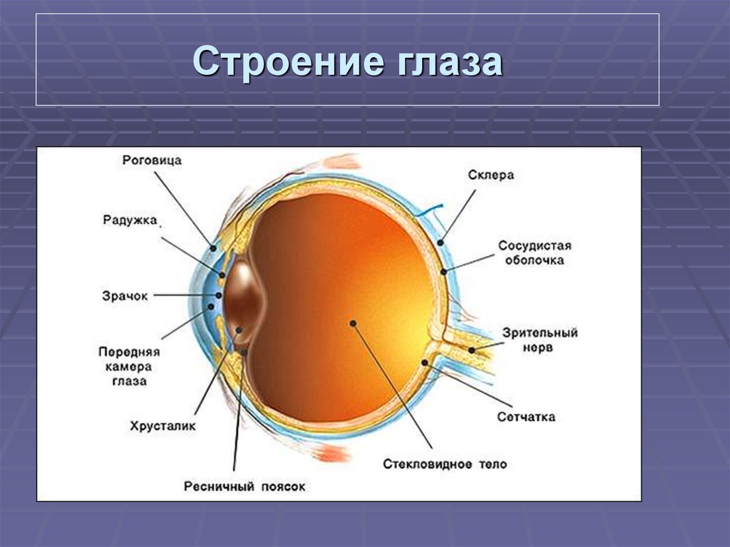 Практическая работа строение и работа органа зрения. Строение глаза. Глаз строение глаза. Строение и функции глаза. Структуры глаза и их функции.