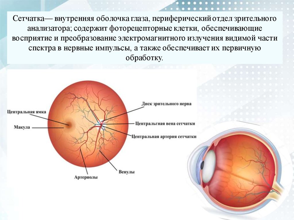 Функция сетчатки глаза человека. Сетчатка глаза. Изображение на сетчатке. Формирование изображения на сетчатке глаза. Пигментный слой сетчатки глаза.