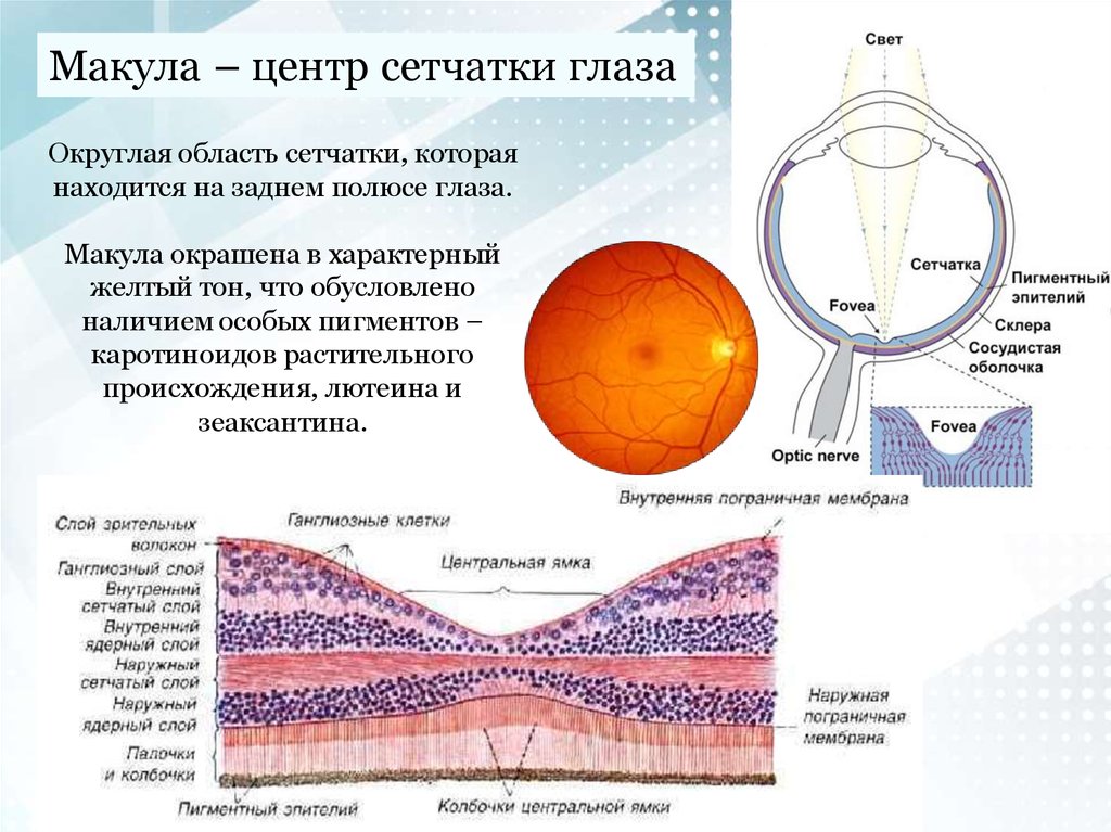 Изображение предметов в сетчатке глаза является