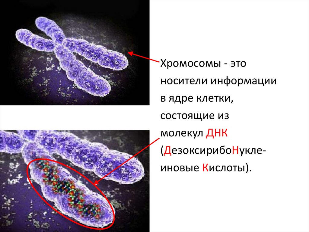 Хромосомы живых клеток. Хромосома. Хромосома это в биологии. Что такое хромосома простыми словами. Строение хромосомы.