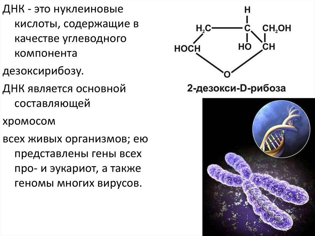 Нуклеиновая кислота входящая в состав хромосом. ДНК. ДНК расшифровка. Нуклеиновые кислоты хромосомы. ДНК простейших.