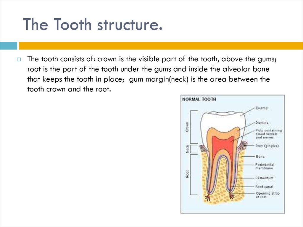 The Tooth structure.