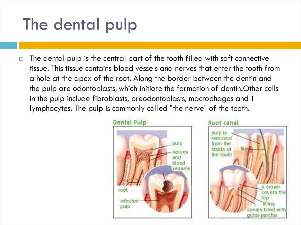 The dental pulp