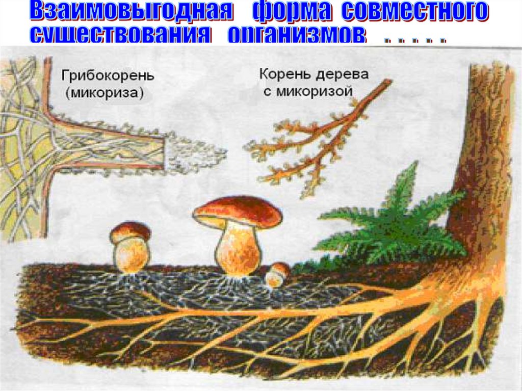 Плесневые грибы образуют микоризу. Что такое микориза у грибов. Микориза грибокорень. Микориза для хвойных. Грибок – микориза.