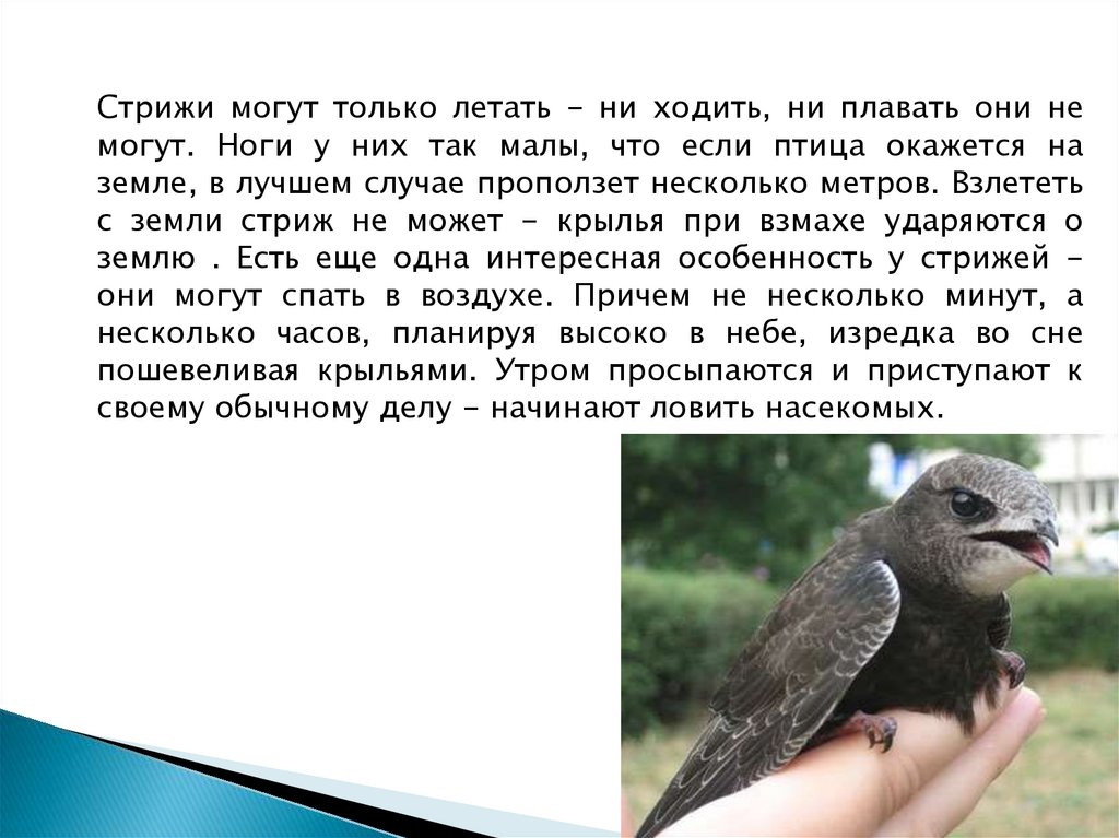 Анализ стрижонок скрип 4 класс. Стрижонок 4 класс презентация. Презентация 4класс Стриженок скрип. Стрижонок скрип. Стрижонок скрип тест 4 класс.