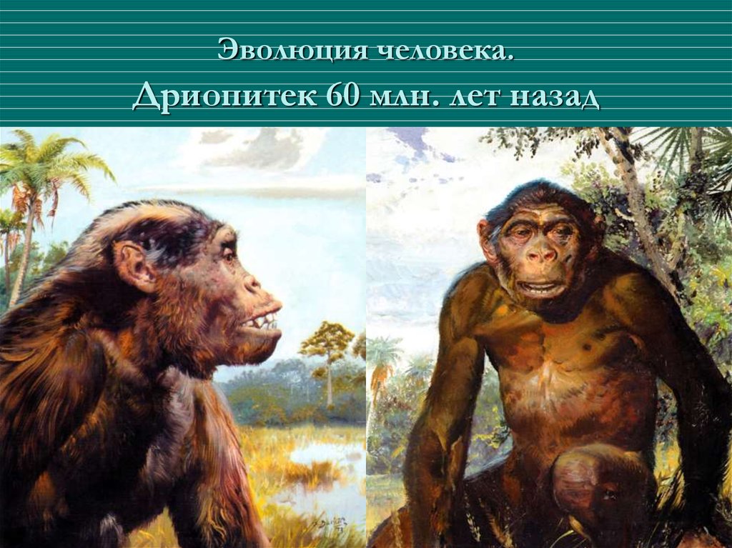 1 млн лет назад. Рамапитек австралопитек. Дриопитек австралопитек питекантроп. Рамапитек и сивапитек. Дриопитеки Эволюция.