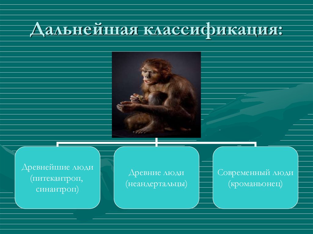 Дриопитеки австралопитеки неандертальцы