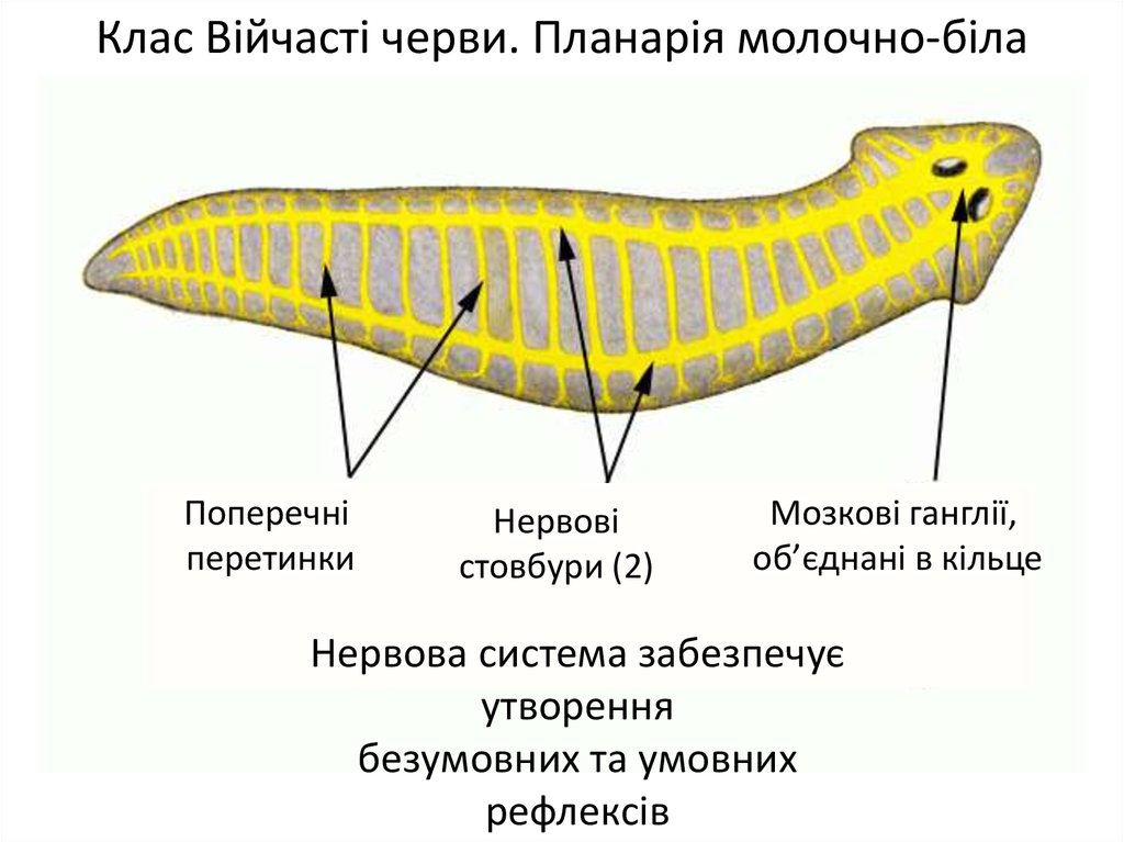 Тип Плоскі черви. Клас Війчасті черви - презентация онлайн