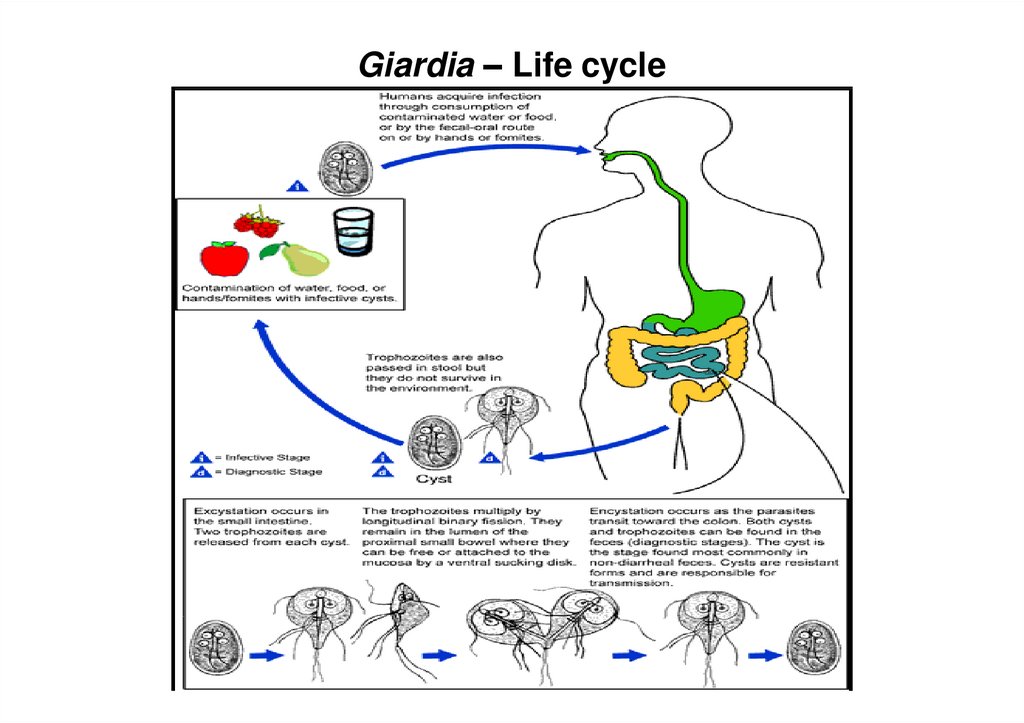 Giardia protozoa life cycle