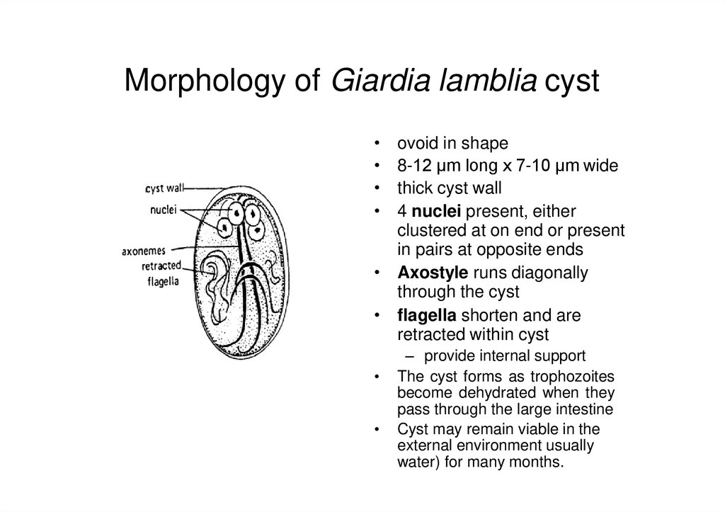 giardia morphology gyógynövényes férgek kezelése