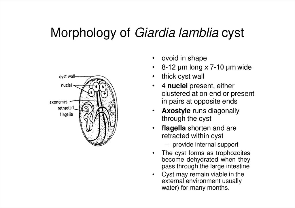 giardia lamblia cyst diagram